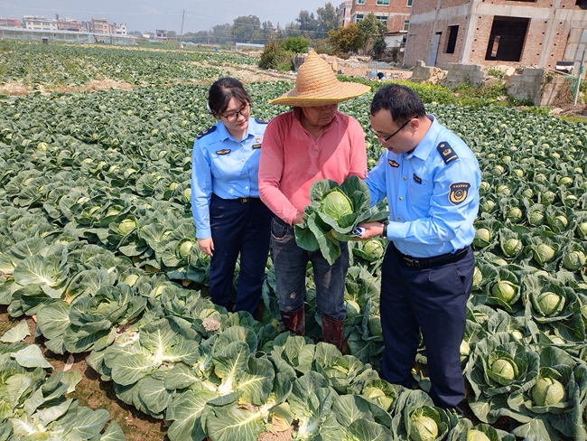 為滯銷蔬菜開辟快速通道。翔安區(qū)市場監(jiān)管局供圖
