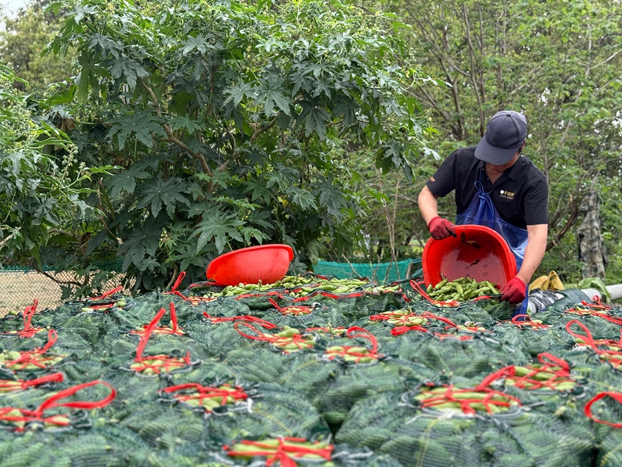 將收獲的蠶豆打包分裝