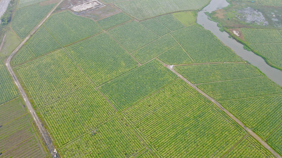 蠶豆種植區(qū)域