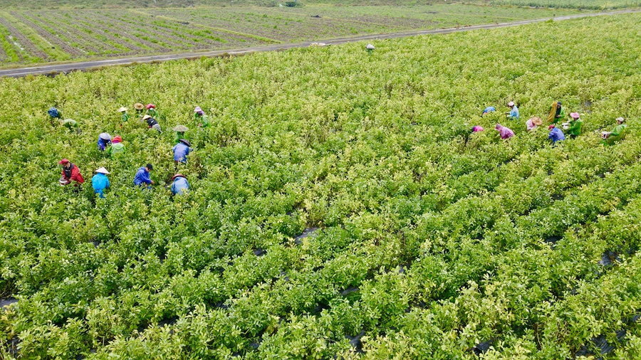 蠶豆種植為當(dāng)?shù)卮迕裉峁┝嗽诩议T口就業(yè)的機(jī)會(huì)