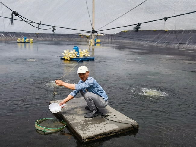 蔡棕亦查看蝦苗生長情況。張麗珺攝