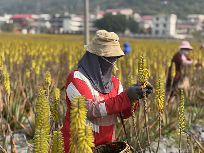 蘆薈種植基地。農(nóng)行莆田荔城支行供圖