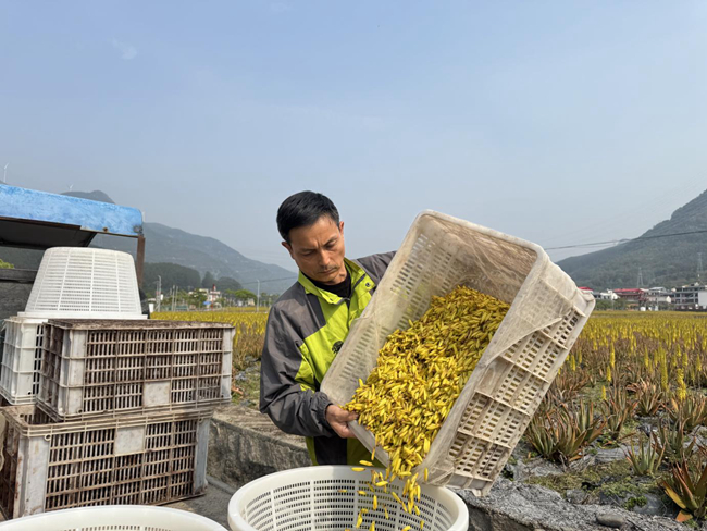 種植戶采收蘆薈。農(nóng)行莆田荔城支行供圖