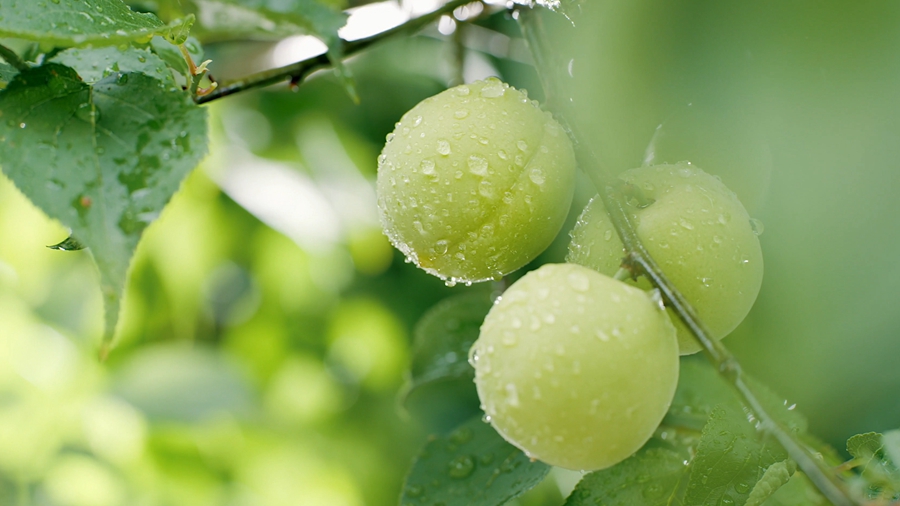 到了收獲季節(jié)，梅果掛滿枝頭。永泰縣委宣傳部供圖