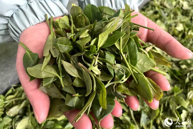制作正山小種所用的茶青。人民網(wǎng)記者 林盈攝