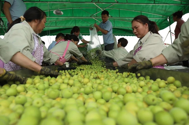 收獲的永泰青梅