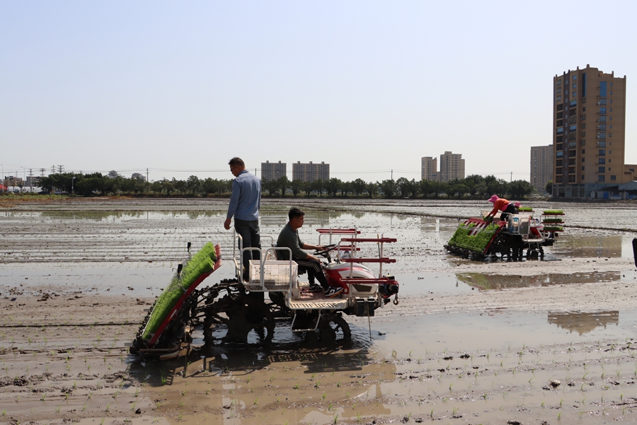 農(nóng)機(jī)插秧