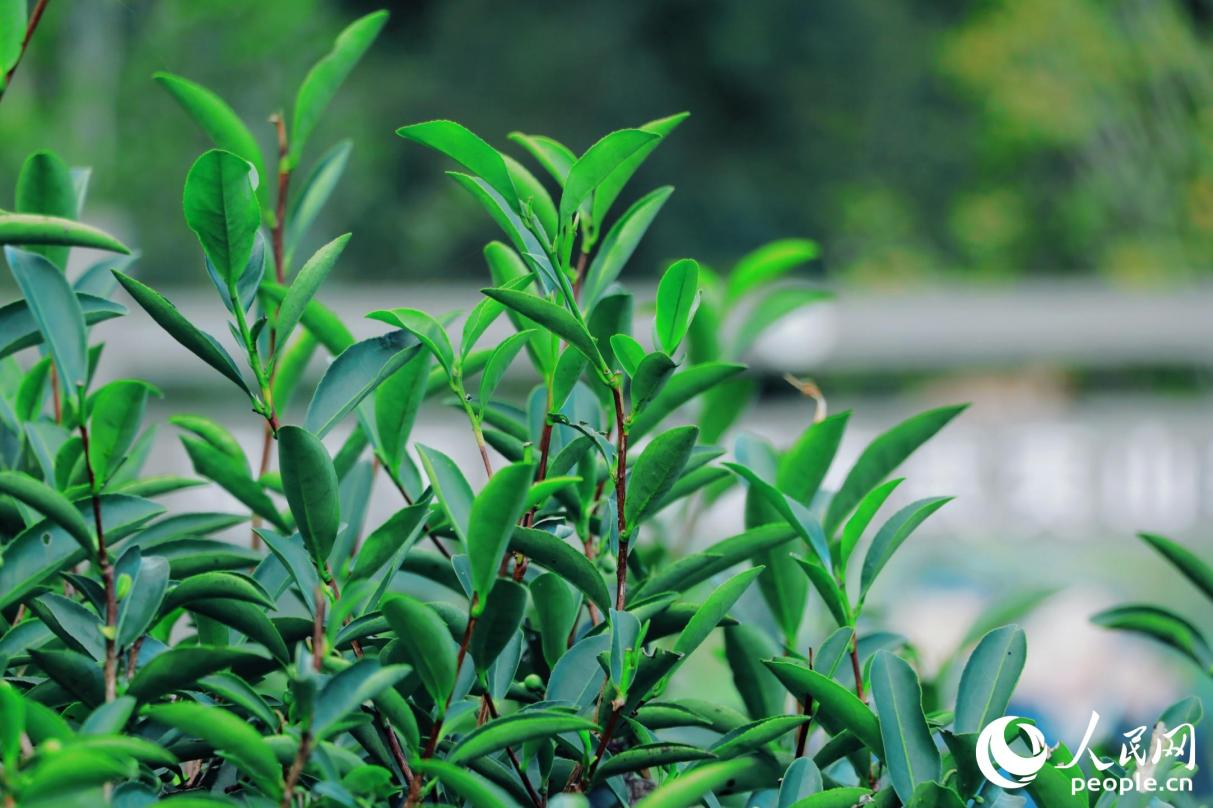武夷山市星村鎮(zhèn)燕子窠生態(tài)茶園內(nèi)，茶芽擠滿茶樹梢頭。人民網(wǎng) 李唯一攝