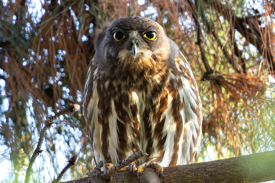 北鷹鸮有著大大的眼睛，虹膜為亮黃色，無(wú)顯著面盤和翎領(lǐng)。曾協(xié)攝
