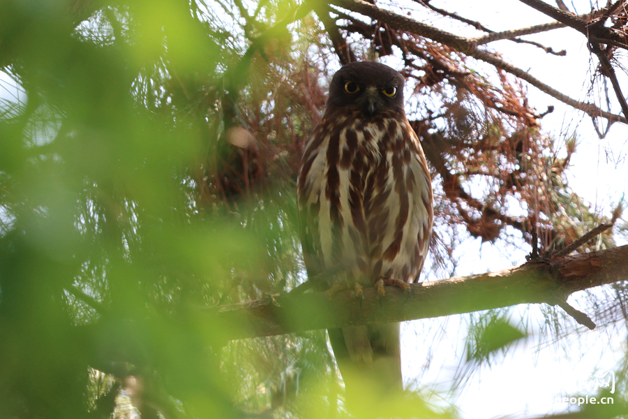 站在松樹(shù)枝頭的北鷹鸮。人民網(wǎng)記者 陳博攝