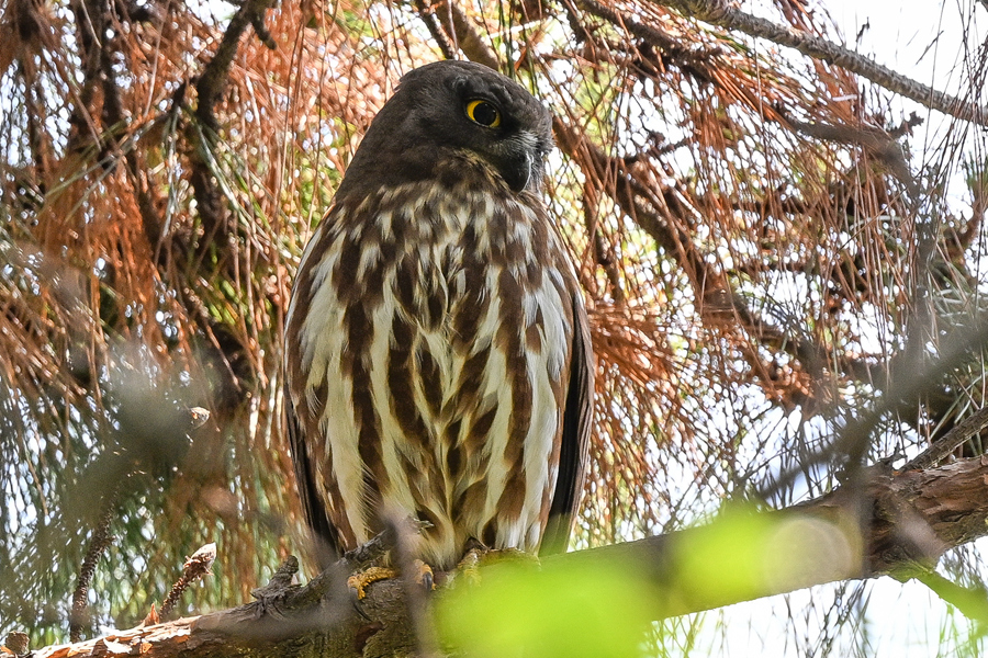 北鷹鸮居高臨下，俯瞰山林中的風(fēng)吹草動(dòng)。程一桓攝