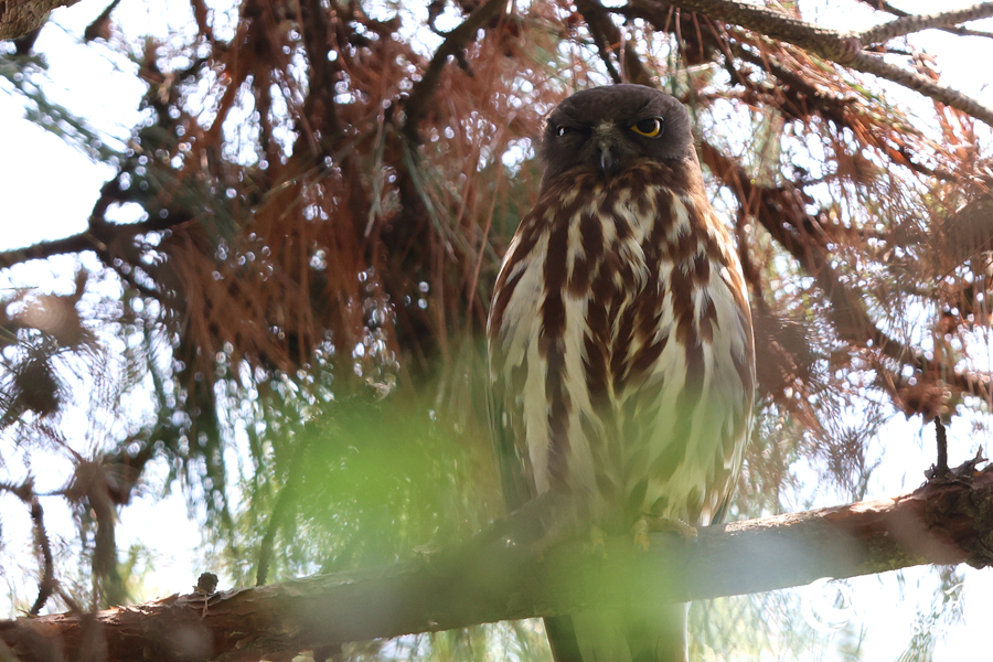 不同于國(guó)內(nèi)大部分種類的貓頭鷹，北鷹鸮主食昆蟲(chóng)而非鼠類。人民網(wǎng)記者 陳博攝