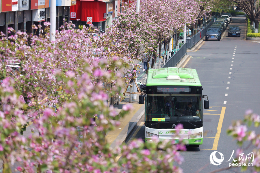 公交車駛過開滿宮粉羊蹄甲的道路。人民網(wǎng)記者 陳博攝