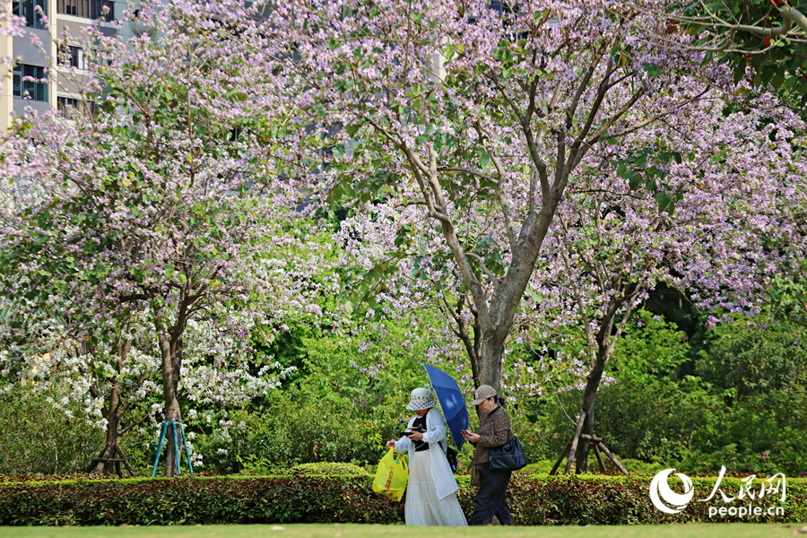 廈門南湖公園中，宮粉羊蹄甲花開成海。人民網(wǎng)記者 陳博攝