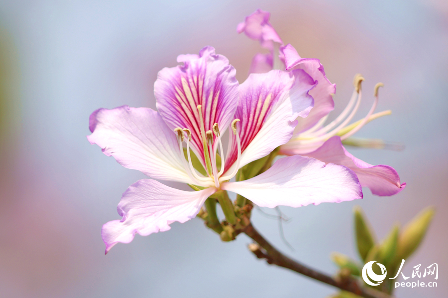 在枝頭綻放的宮粉羊蹄甲花朵。人民網(wǎng)記者 陳博攝