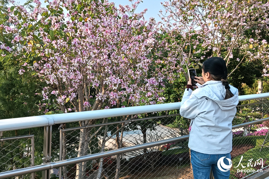廈門山海健康步道上，游人用手機(jī)拍攝花景。人民網(wǎng)記者 陳博攝