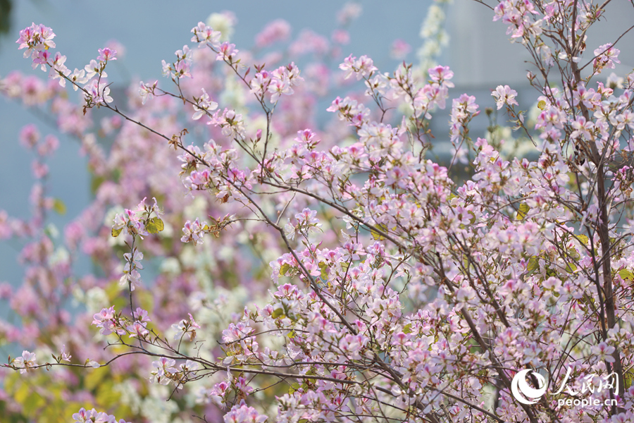 廈門興隆路粉白花朵隨風(fēng)搖曳生姿。人民網(wǎng)記者 陳博攝