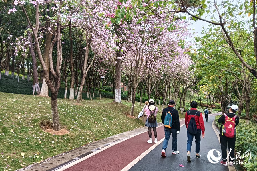 廈門虎頭山公園中，滿樹繁花的羊蹄甲扮靚山林。人民網(wǎng)記者 陳博攝