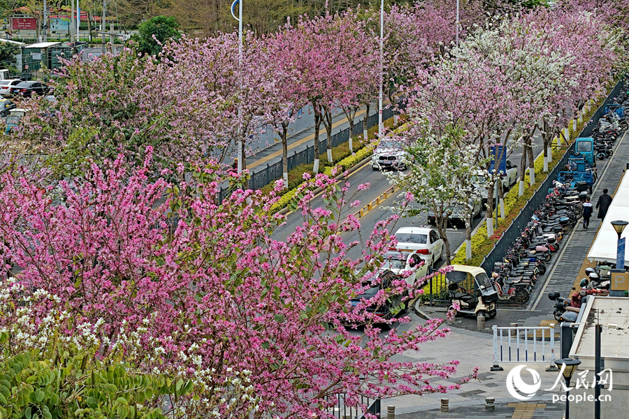 廈門鼓鑼西路的羊蹄甲花開美如畫。人民網(wǎng)記者 陳博攝