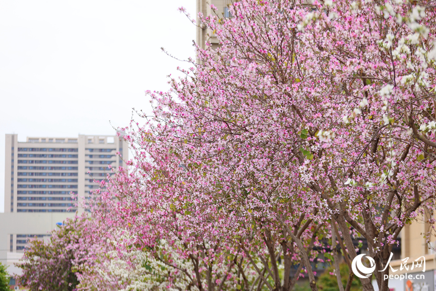 羊蹄甲滿樹粉花遮望眼。人民網(wǎng)記者 陳博攝