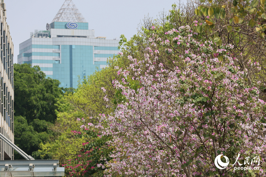 廈門湖濱北路羊蹄甲盛開。人民網(wǎng)記者 陳博攝