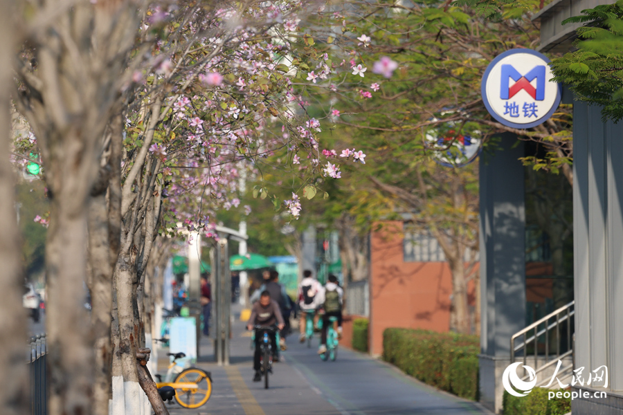 廈門筼筜湖畔，宮粉羊蹄甲競(jìng)相綻放。人民網(wǎng)記者 陳博攝