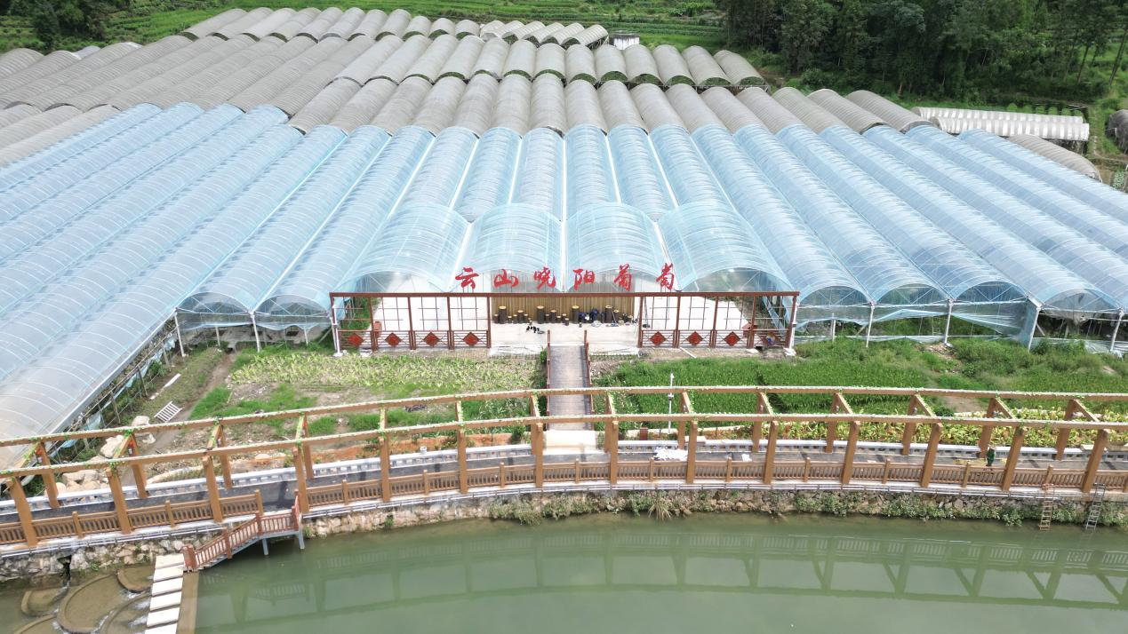 福安曉陽鎮(zhèn)葡萄示范園。福安市水利局供圖