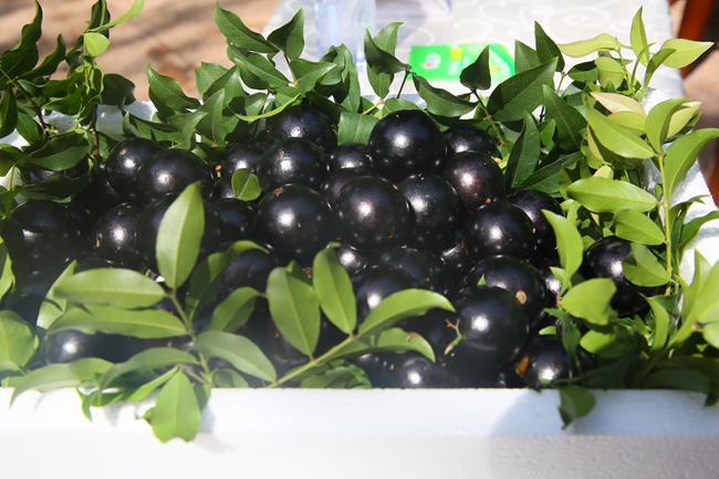 樹葡萄精品果王