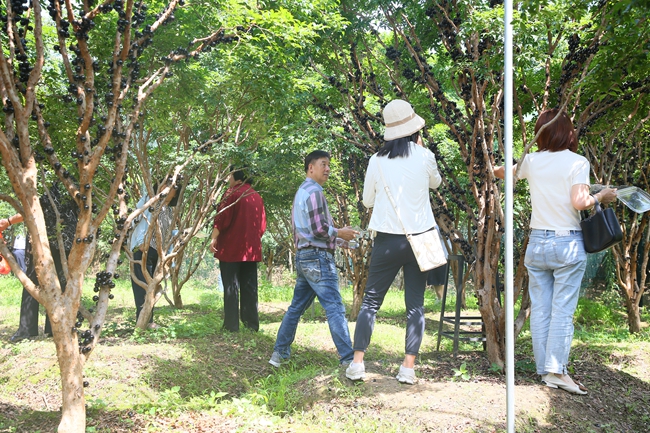 游客采摘樹葡萄