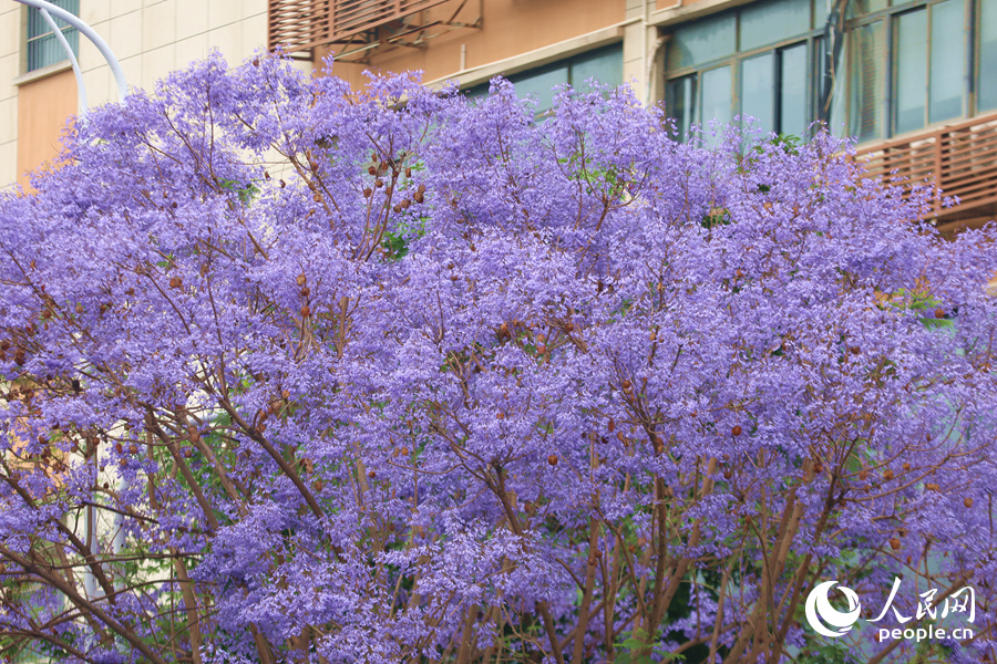 初夏，廈門藍花楹如期綻放。人民網(wǎng)記者 陳博攝