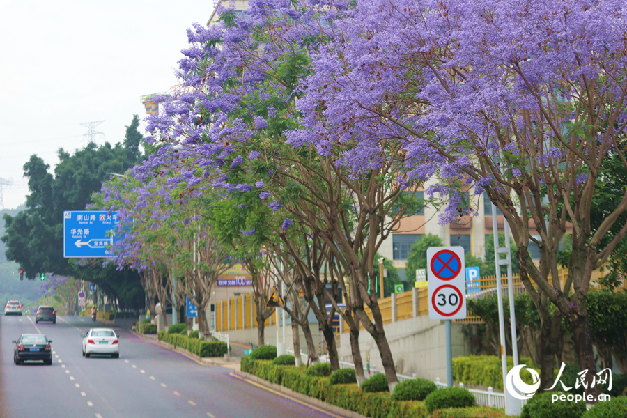 廈門華榮路旁，高大的藍花楹繁花滿樹。人民網(wǎng)記者 陳博攝