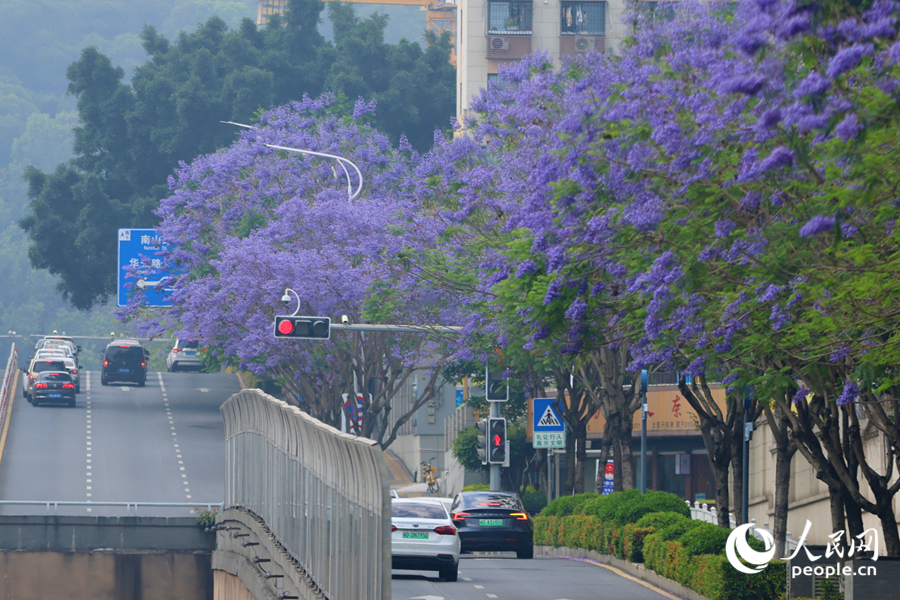 細雨中的藍花楹如紫霧彌漫。人民網(wǎng)記者 陳博攝