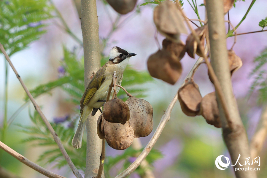 藍花楹花開引得鳥雀流連。人民網(wǎng)記者 陳博攝