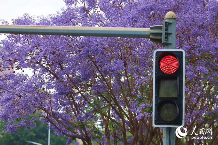 藍花楹開花如夢似幻，美不勝收。人民網(wǎng)記者 陳博攝