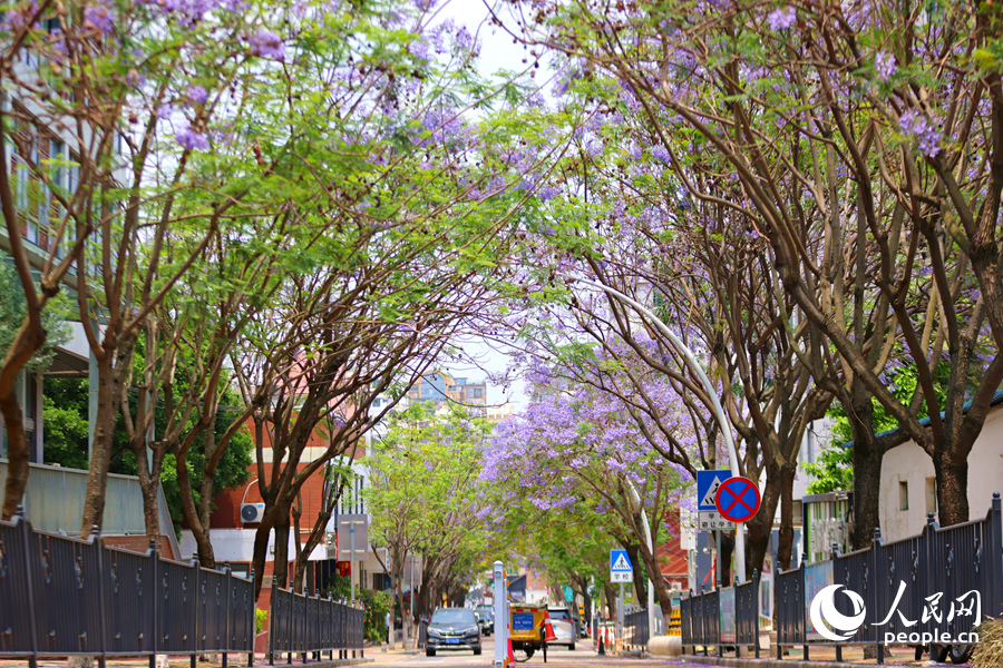 廈門龍山南路藍花楹夾道綻放。人民網(wǎng)記者 陳博攝
