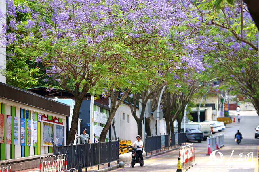 藍花楹花朵盛開扮靚廈門的街頭巷尾。人民網(wǎng)記者 陳博攝