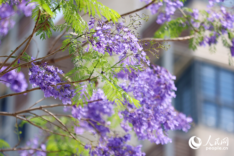 一串串藍紫色花朵綴滿枝頭。人民網(wǎng)記者 陳博攝