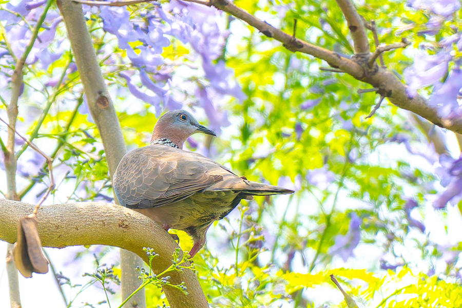 在廈門虎頭山公園，鳥兒在藍花楹枝頭停留。陳婧怡攝