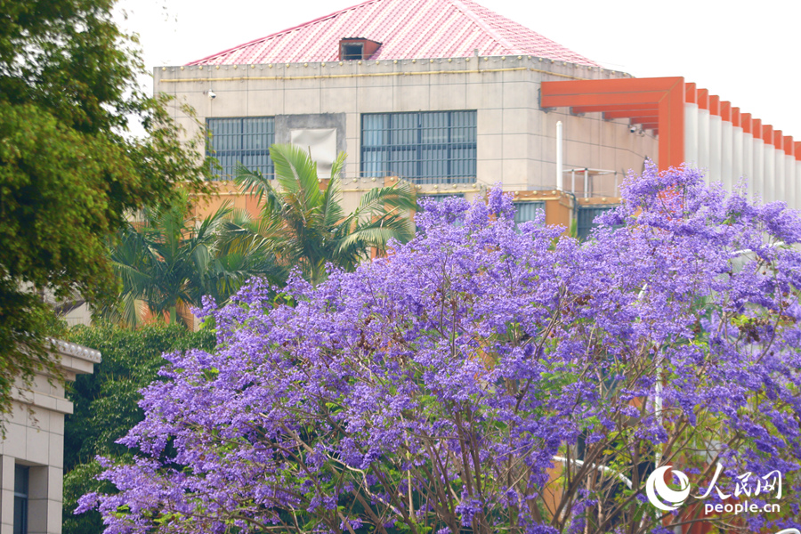 盛開的花朵將樹冠染成浪漫的藍紫色。人民網(wǎng)記者 陳博攝