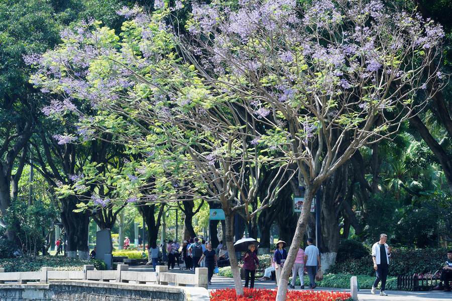 在廈門中山公園，市民游客在藍花楹樹下漫步。羅秀玉攝