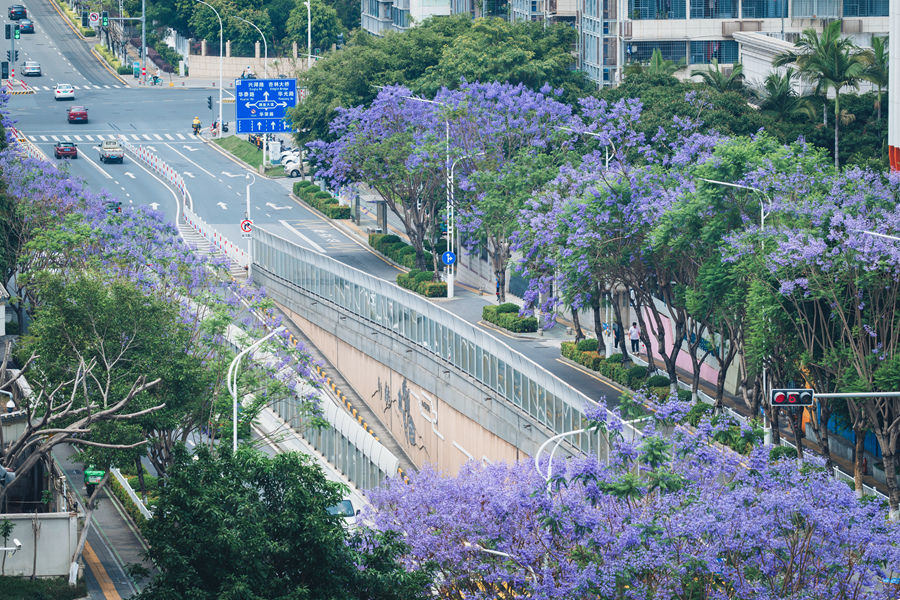 盛花期的藍花楹開滿整條街道。陳超攝