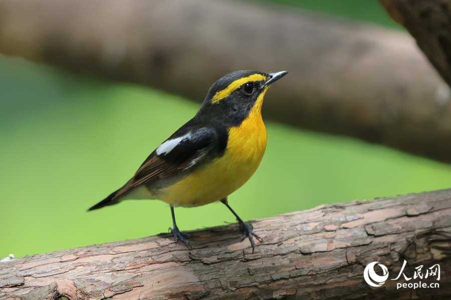 在廈門虎頭山公園，黃眉姬鹟在綠化帶木架上停留。人民網(wǎng)記者 陳博攝