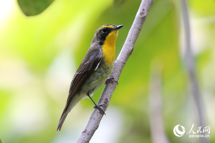 跨海而來的琉球姬鹟是廈門的“稀客”。人民網(wǎng)記者 陳博攝