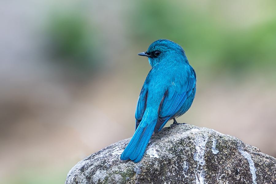 廈門集美田頭的銅藍(lán)鹟猶如藍(lán)寶石一般光彩奪目。張?zhí)壹t攝