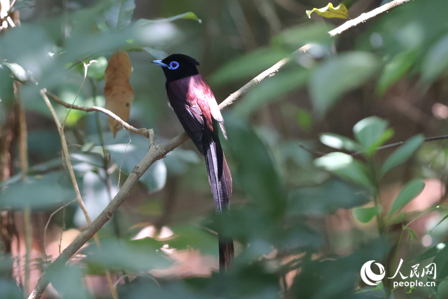 身披一襲紫衣的紫壽帶鳥深受觀鳥愛好者青睞。人民網(wǎng)記者 陳博攝