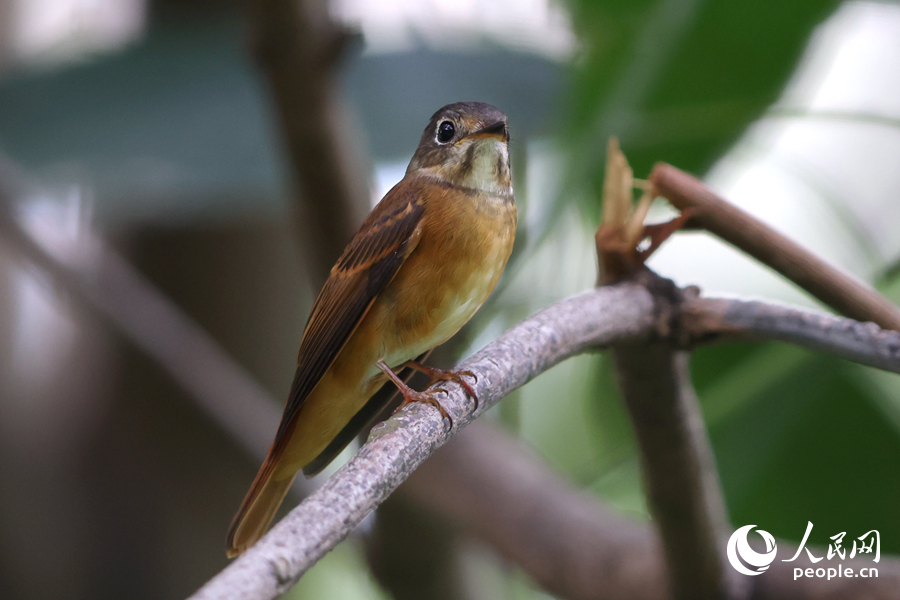 小巧玲瓏的棕尾褐鹟在灌木叢中張望。人民網(wǎng)記者 陳博攝