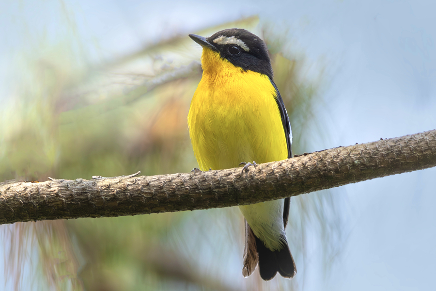 可愛俏皮的白眉姬鹟。廖昕攝