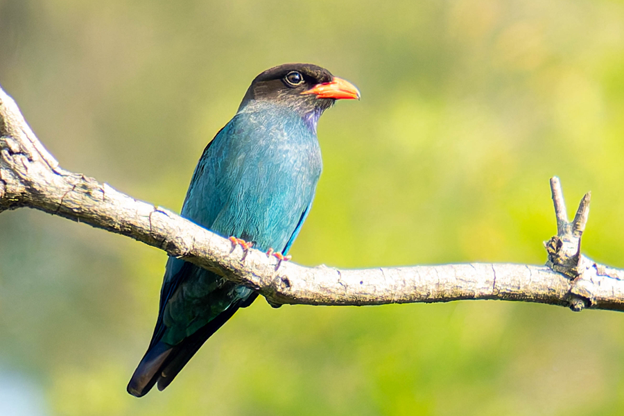 三寶鳥在廈門山海健康步道沿線的綠樹枝頭眺望。陳婧怡攝