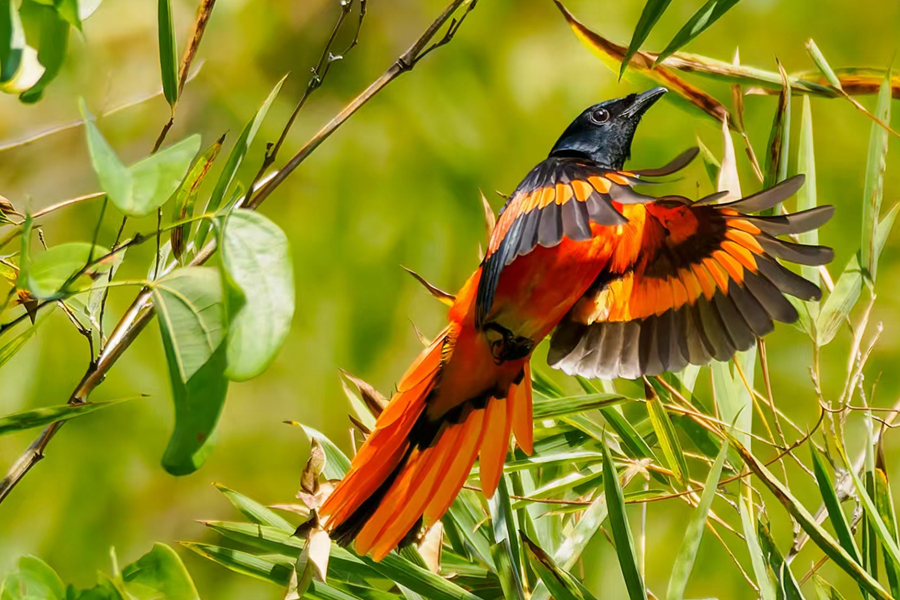 在廈門環(huán)島路一帶，赤紅山椒鳥在枝頭展翅。曾一超攝
