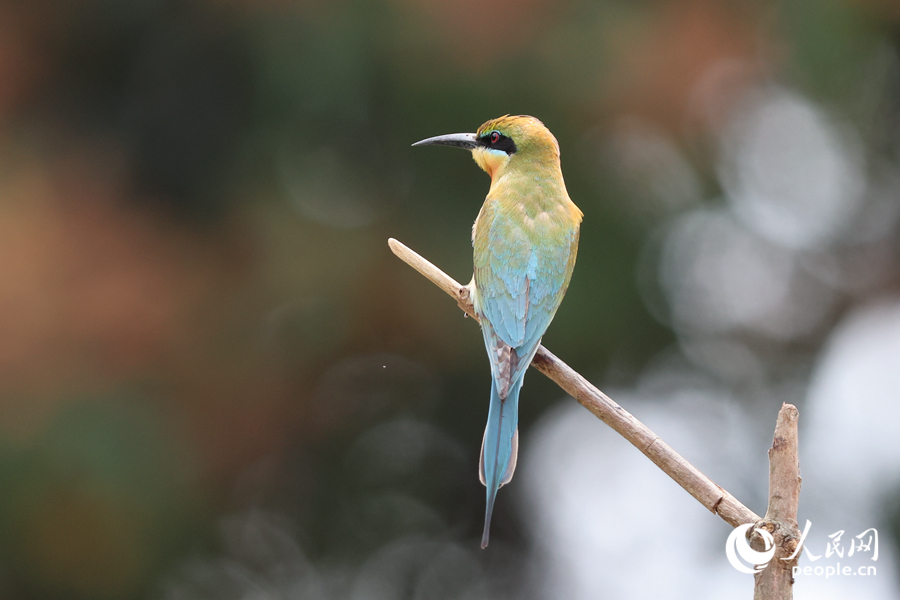 在廈門五緣灣濕地公園，“中國最美鳥兒”栗喉蜂虎已抵達(dá)。人民網(wǎng)記者 陳博攝